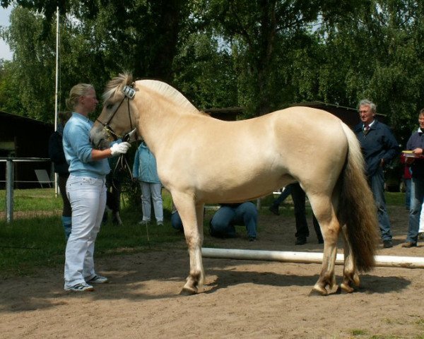 Zuchtstute Silva von Dreilinden (Fjordpferd, 2009, von Haugguten)