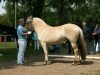 broodmare Silva von Dreilinden (Fjord Horse, 2009, from Haugguten)