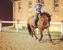 dressage horse Campiño (Mecklenburg, 2009, from Campino Boy)