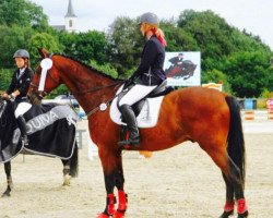 jumper Cupido van het Elkenhof (Belgian Warmblood, 2002, from Clinton)