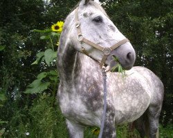 jumper Bonita 387 (German Warmblood, 1999, from Baldus)