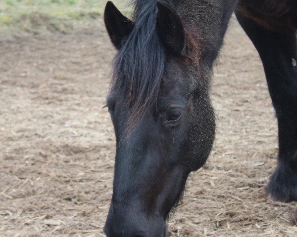 Zuchtstute Lownthwaite Lenor (Fell Pony, 2005, von Peepings Raven)