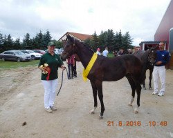 jumper Lets Go SL (German Sport Horse, 2016, from Go-On T.s.)