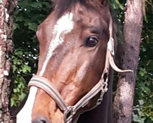 jumper Clint 35 (Irish Sport Horse, 2003)