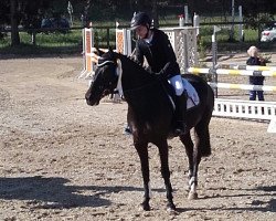 Springpferd Pearcy's Wolke sieben (Deutsches Reitpony, 2010, von FS Pearcy Pearson)