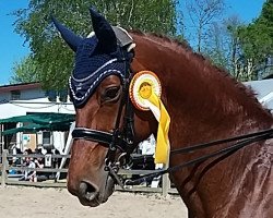 dressage horse Happyness 34 (Hanoverian, 2007, from Hochadel)