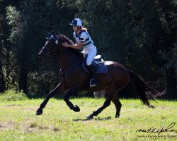 broodmare Havanna Cohiba (Hanoverian, 2004, from Heraldik xx)