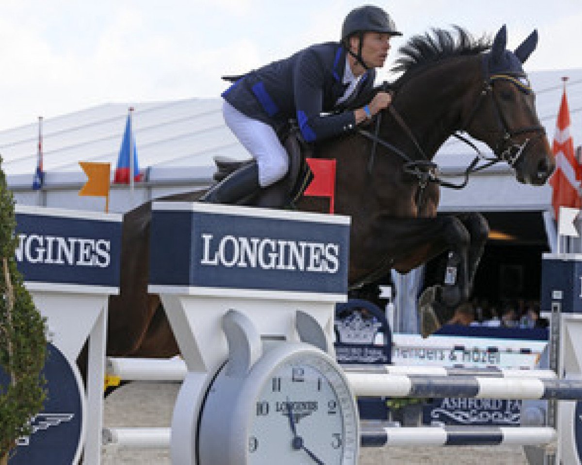 jumper Rapidash (Zangersheide riding horse, 2010, from Chaqui Z)