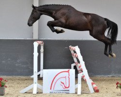 Springpferd Kannabis van de Bucxtale (Belgisches Warmblut, 2010, von Pkz Contact van de Heffinck)