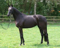 broodmare Pandora 249 (Oldenburg, 2008, from Sir Donnerhall I)