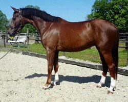 dressage horse Schmuckstück 7 (Westphalian, 2012, from Sir Schiwago)