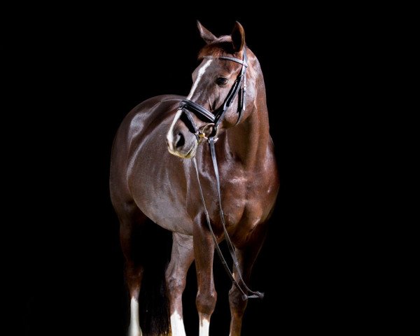 Dressurpferd Cascada 96 (Koninklijk Warmbloed Paardenstamboek Nederland (KWPN), 2007, von Tarzan O)
