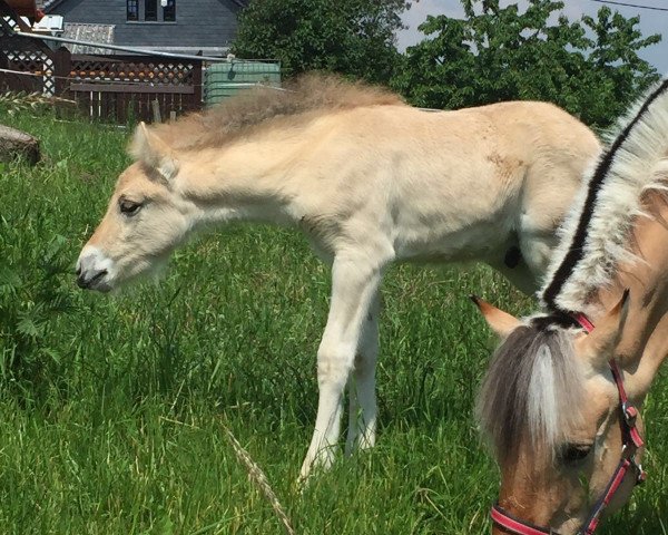 horse Snorre (Fjord Horse, 2016, from Silvio Skjöldson)