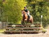 dressage horse Luxus Boy (Oldenburg, 2005, from Licotus)