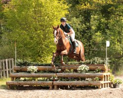 dressage horse Luxus Boy (Oldenburg, 2005, from Licotus)