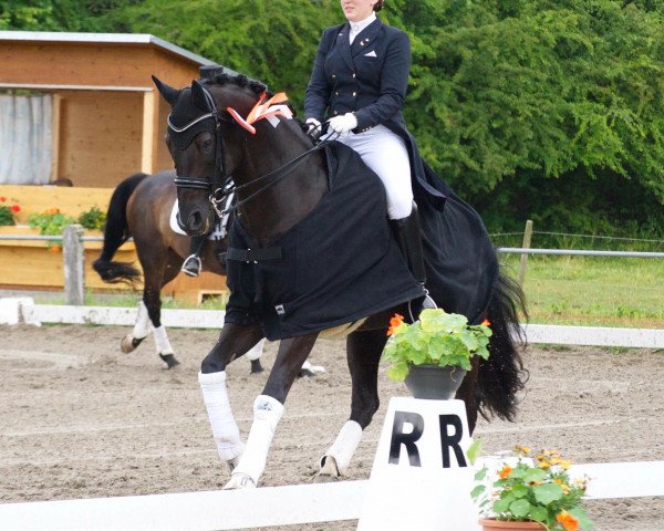 dressage horse Huckleberry 12 (Hanoverian, 2004, from His Highness)