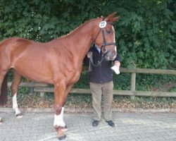 broodmare Paula (Westphalian, 2010, from Praktiker)