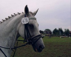 Zuchtstute Ramiro´s Alanya (Hannoveraner, 1996, von Ramiro's Son II)