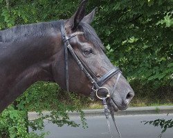 broodmare Fürstin M (Hanoverian, 2010, from Fürst Nymphenburg)