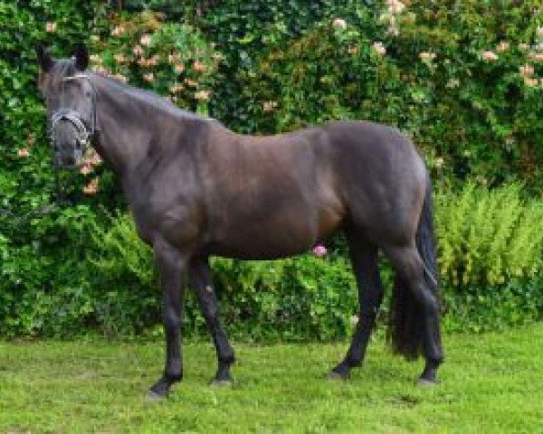 Zuchtstute Tanzmelodie (Trakehner, 2009, von Insterpark)