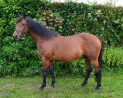 broodmare Belle Petitesse (Trakehner, 1999, from Panchero AA)