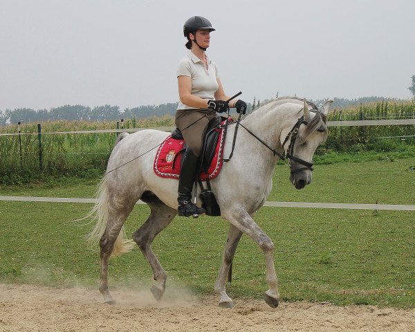 dressage horse DSA Shirin ox (Arabian thoroughbred, 2008, from Sharim Ibn Shar ox)