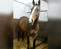 broodmare Cruising Girl GH (Holsteiner, 2001, from Caretano Z)