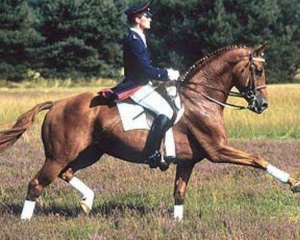 dressage horse Weltmeyer (Hanoverian, 1984, from World Cup I)