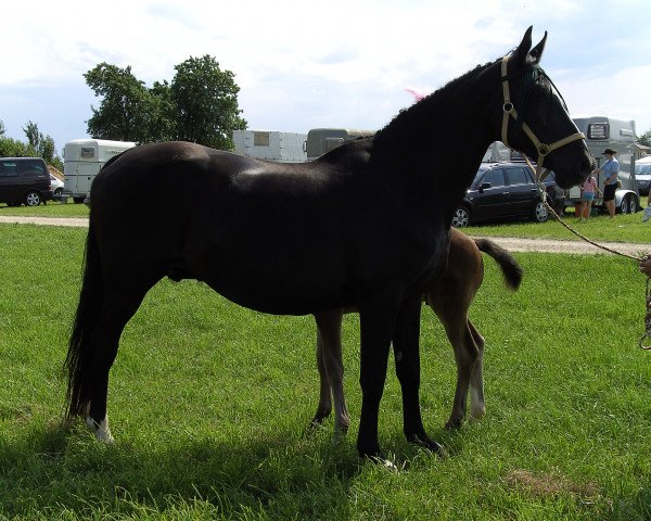 broodmare Duela (Westphalian, 1992, from Diamantino)