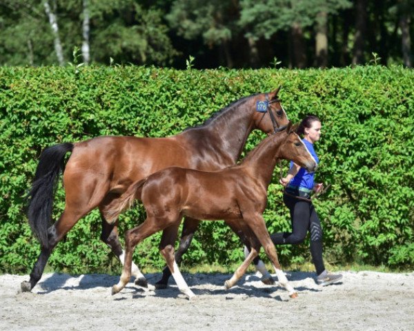 jumper Be Inspired R&D Z (Zangersheide riding horse, 2015, from Baloubet du Rouet)