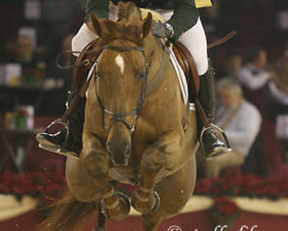 Deckhengst Babouche (Zangersheide Reitpferd, 2000, von Baloubet du Rouet)