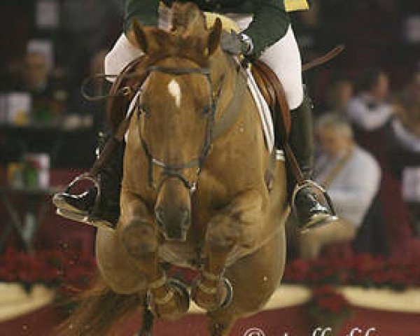 stallion Babouche (Zangersheide riding horse, 2000, from Baloubet du Rouet)