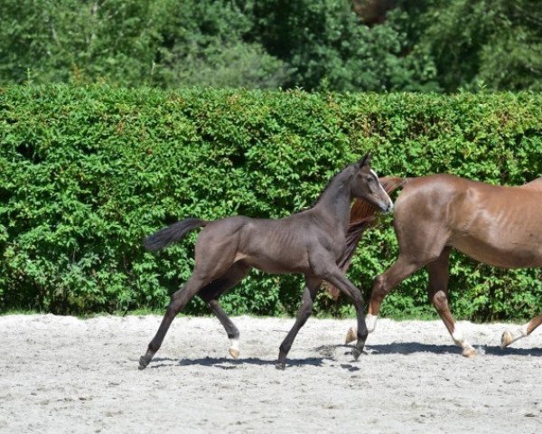 Pferd Cornice Z (Zangersheide Reitpferd, 2015, von Cosun)