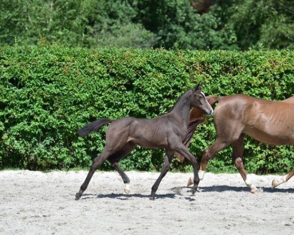 horse Cornice Z (Zangersheide riding horse, 2015, from Cosun)