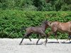 jumper Cornice Z (Zangersheide riding horse, 2015, from Cosun)