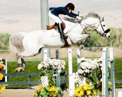 jumper Chello Z (Zangersheide riding horse, 2000, from Chellano Z)