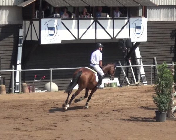Reitturnier Heidelberg-Kirchheim 2019
