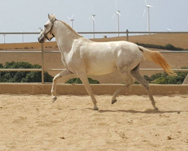 broodmare LOURDES (Pura Raza Espanola (PRE), 2011)