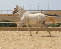 Zuchtstute Lourdes (Pura Raza Espanola (PRE), 2011)