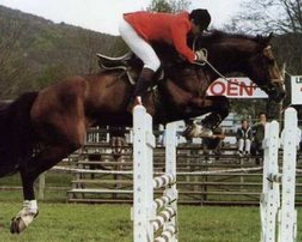 stallion Pegase Gerbaux (Selle Français, 1981, from Count Ivor xx)