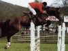 stallion Pegase Gerbaux (Selle Français, 1981, from Count Ivor xx)