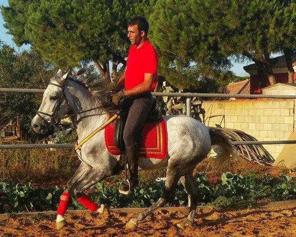 Pferd YANO (Hispano-Araber, 2013)