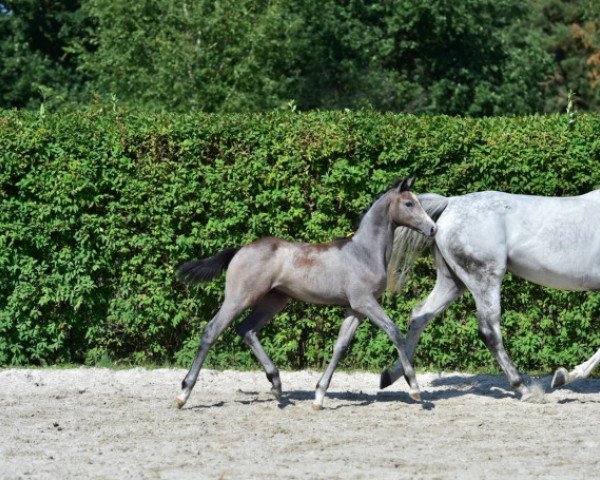 horse Chello Z (Zangersheide riding horse, 2015, from Cavalo Z)