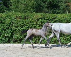 horse Chello Z (Zangersheide riding horse, 2015, from Cavalo Z)