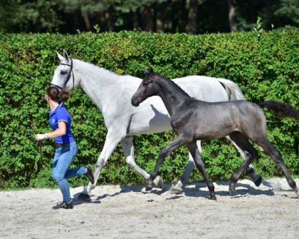 stallion Lethago Z (Zangersheide riding horse, 2015, from Levisto Z)