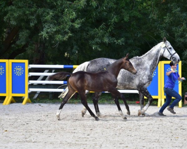 horse Nena 140 (Zangersheide riding horse, 2015, from Niagara d'Elle)