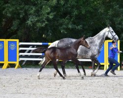 horse Nena 140 (Zangersheide riding horse, 2015, from Niagara d'Elle)