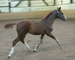 broodmare Cocoscookie RW (Württemberger, 2016, from Camaro)