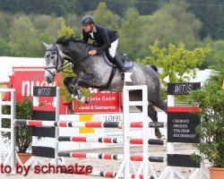 jumper Clintall (Oldenburg show jumper, 2011, from Clinton I)