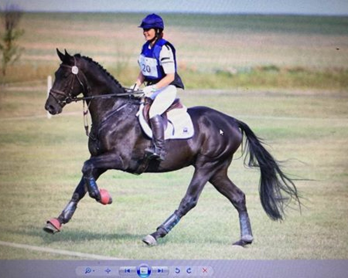 stallion Kipper 5 (Trakehner, 2012, from Ajbek)